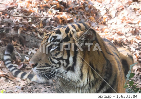 6ページ目 | トラ(虎)の画像素材(94,077点以上の高品質な写真