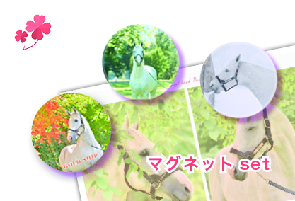 ゴールドシップ◯写真集ファンver.「クール」50p | サラブレッドライフ