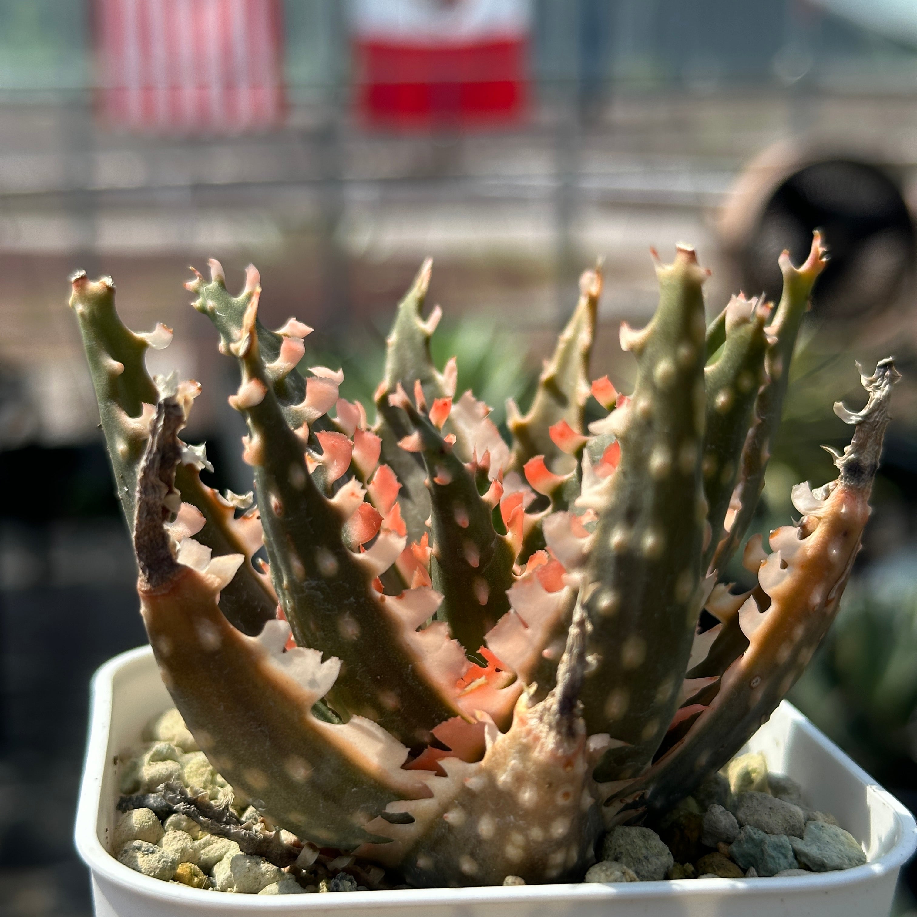 特上 Aloe hybrid アロエ ハイブリッド 子株 第四種 【公式通販】