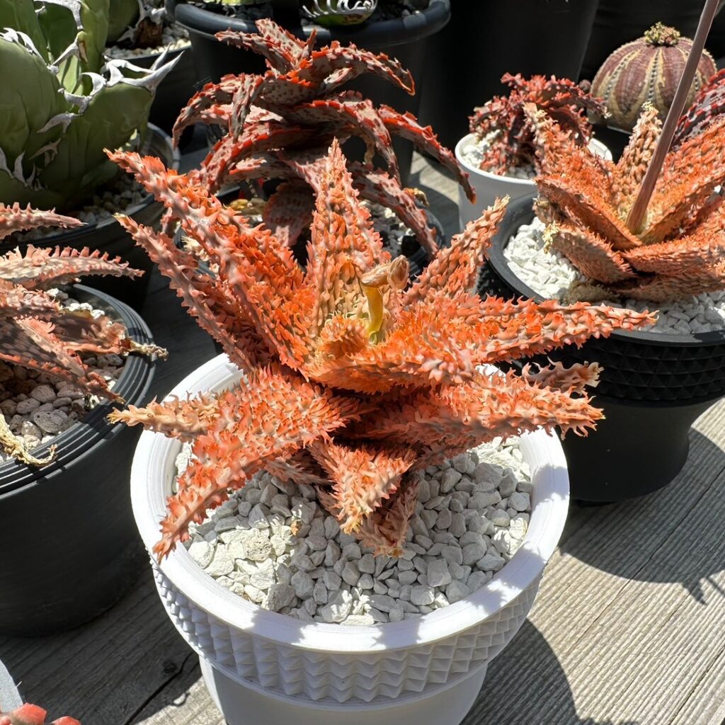 アロエ ハイブリッド 品種一覧│THE CORE webサイト