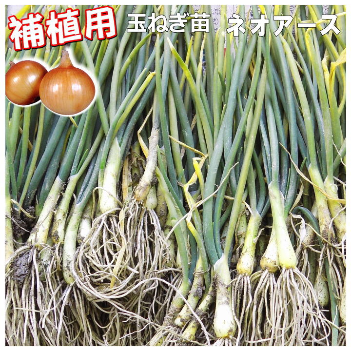 楽天市場】玉ねぎ ネオアース 苗の通販