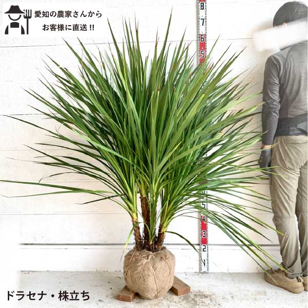 楽天市場】ドラセナ 庭の通販