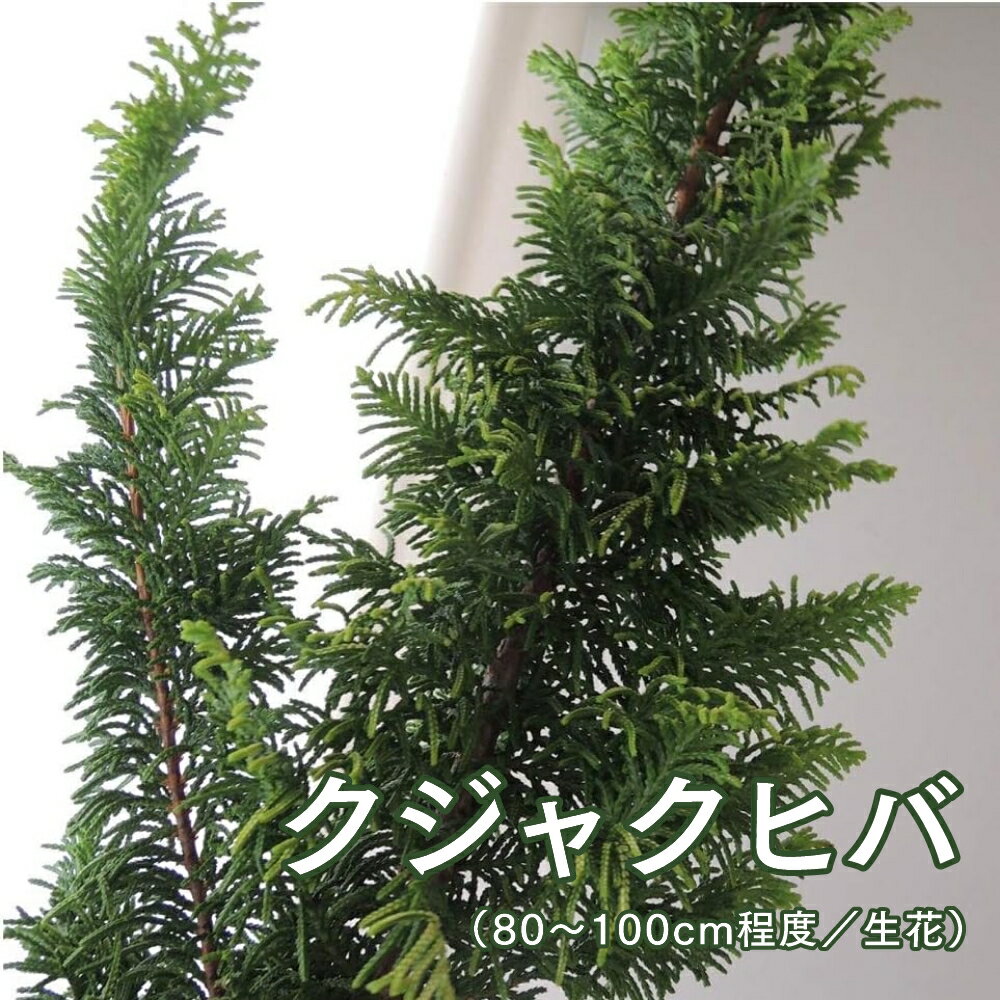楽天市場】ヒバ 枝の通販