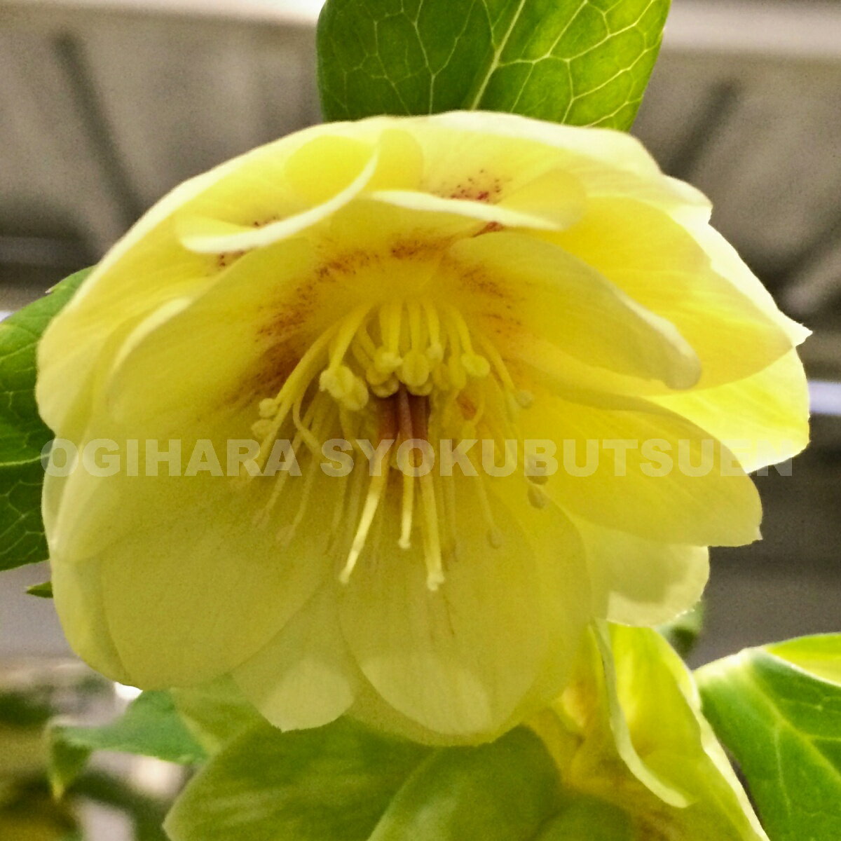 楽天市場】クリスマスローズ グリーンゴールドの通販