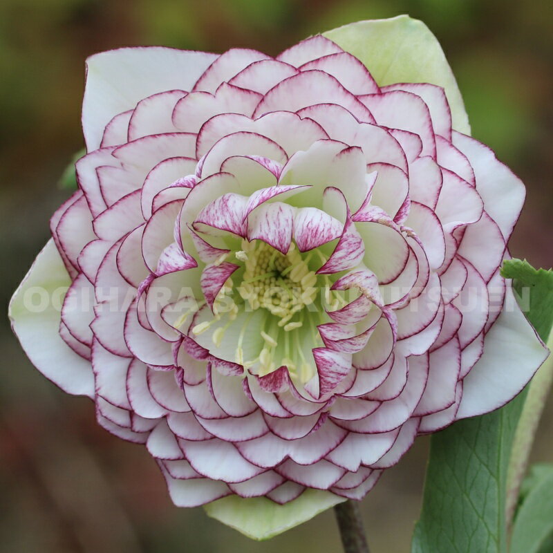 楽天市場】ピコティ クリスマスローズの通販