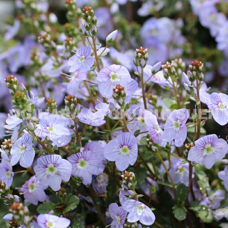 楽天市場】グランドカバー 花の通販