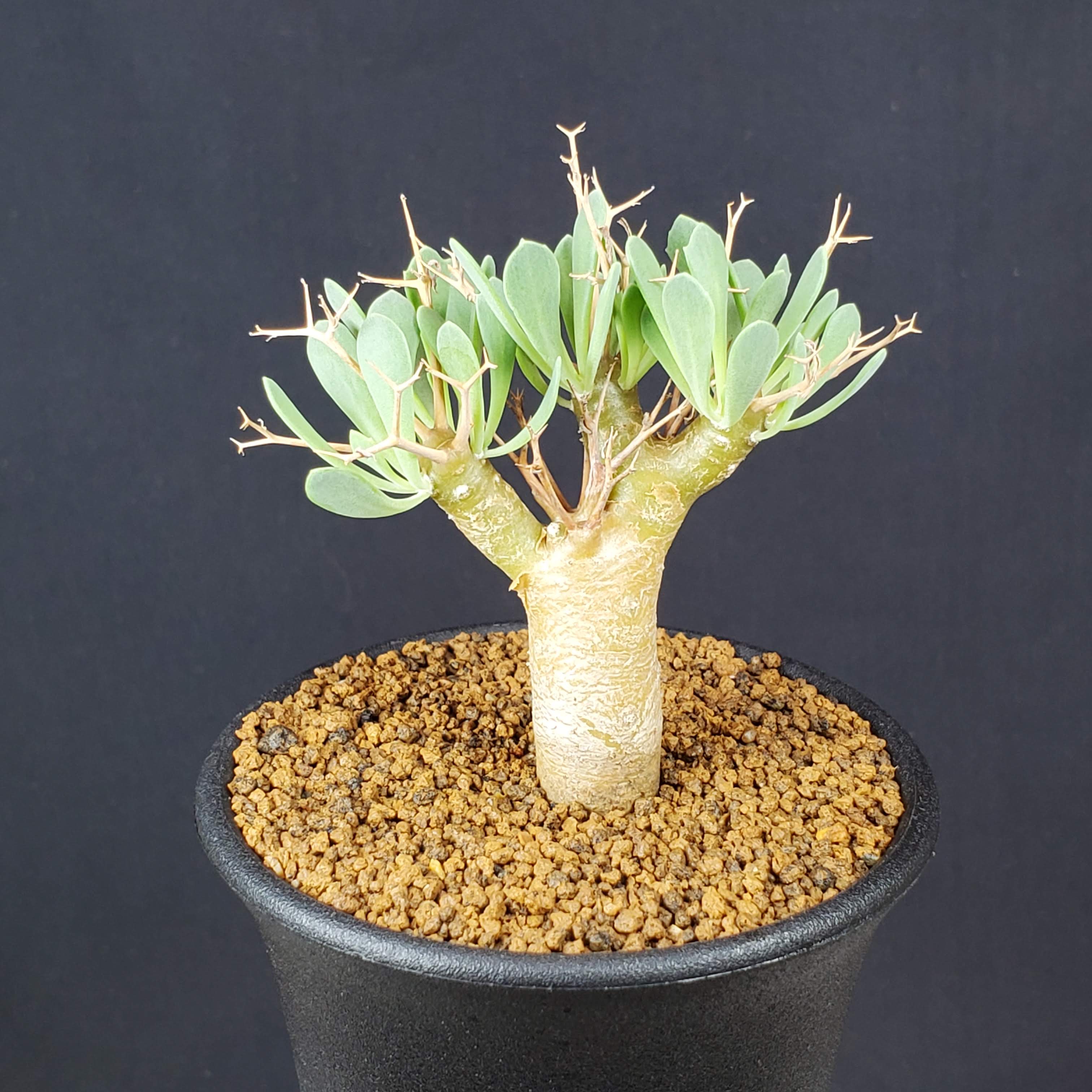 楽天市場】オトンナ ユーフォルビオイデスの通販