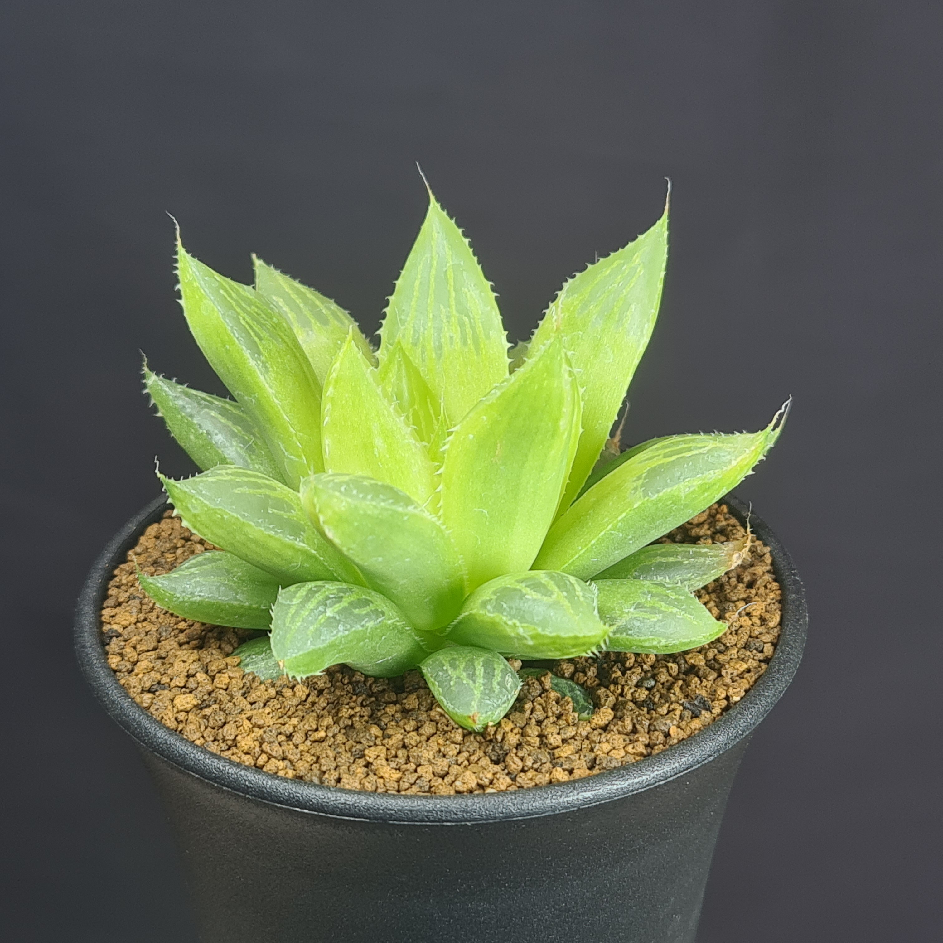 楽天市場】ハオルチア ホワイトゴーストの通販