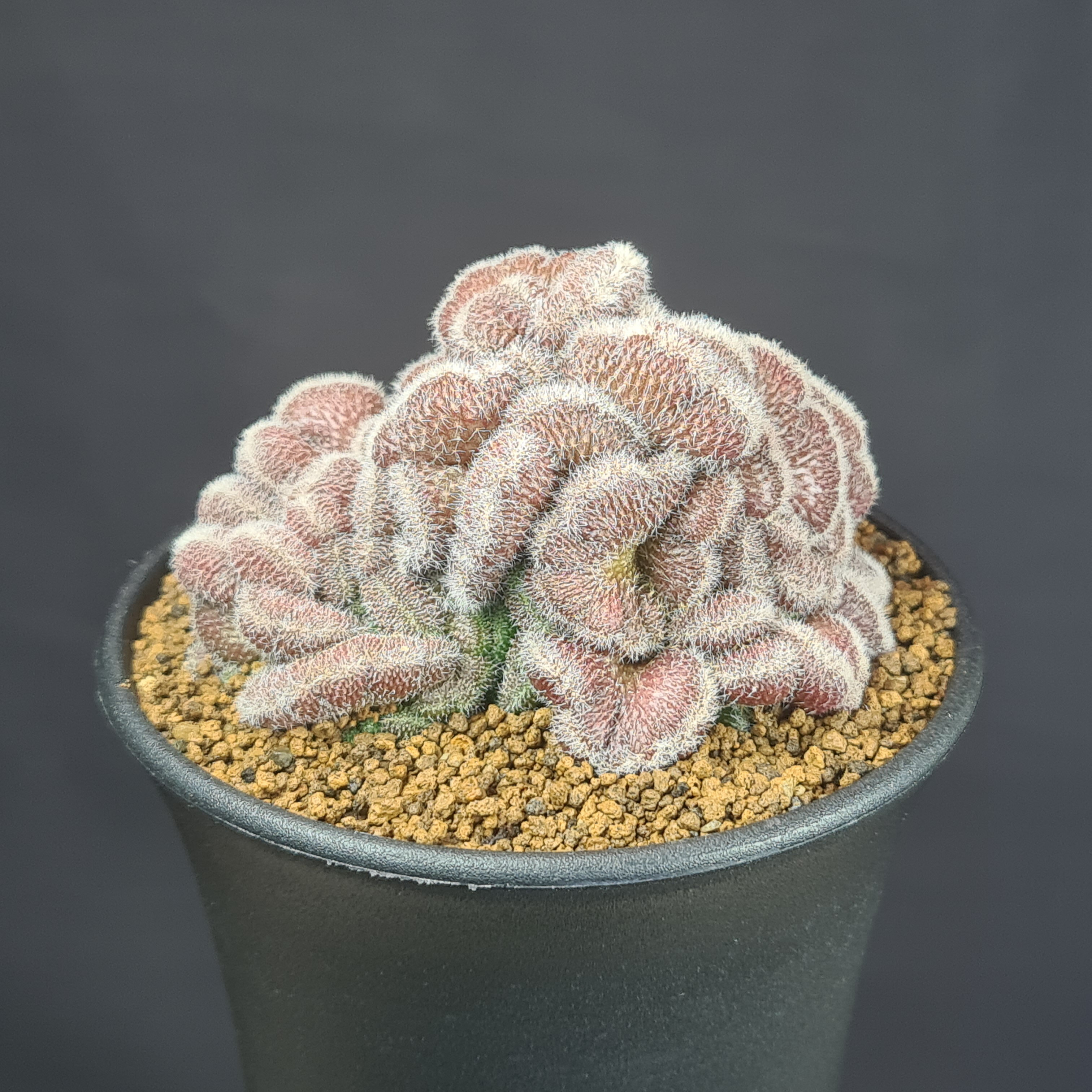 楽天市場】綴化（観葉植物｜花・観葉植物）：花・ガーデン・DIYの通販