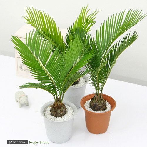 楽天市場】ソテツ 3号の通販