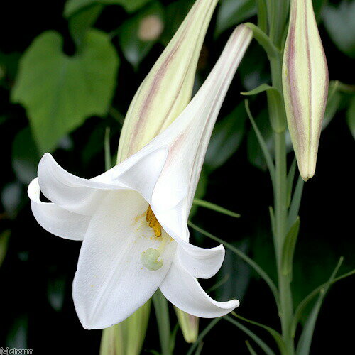 楽天市場】タカサゴユリ 球根の通販