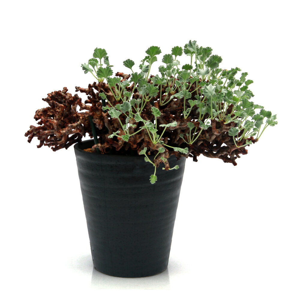 楽天市場】ミラビレの通販