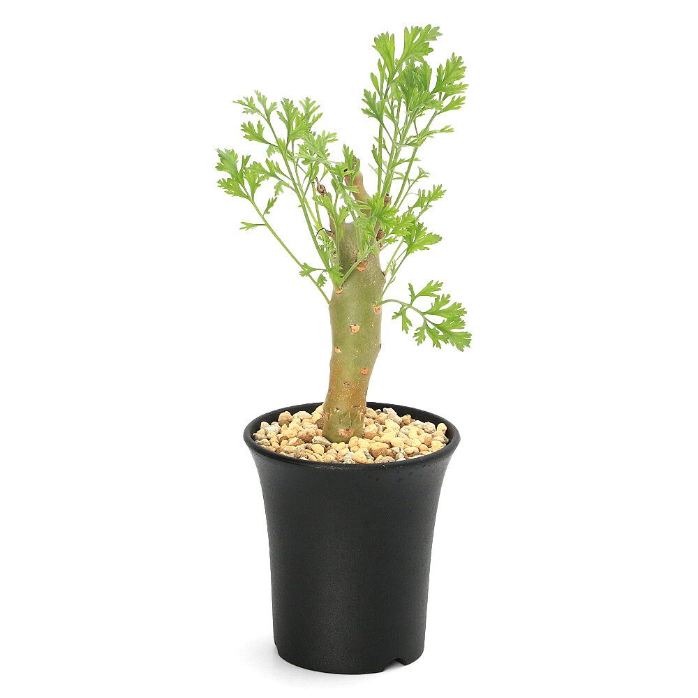 楽天市場】ペラルゴニウム ミラビレの通販