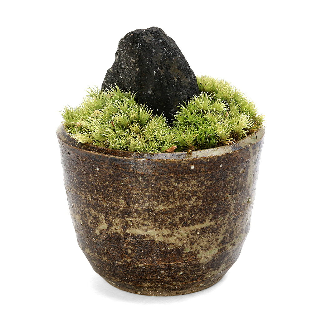 溶岩石 苔 ユキノシタ、イワヒバ ガーデニング植木鉢 溶岩石 苔