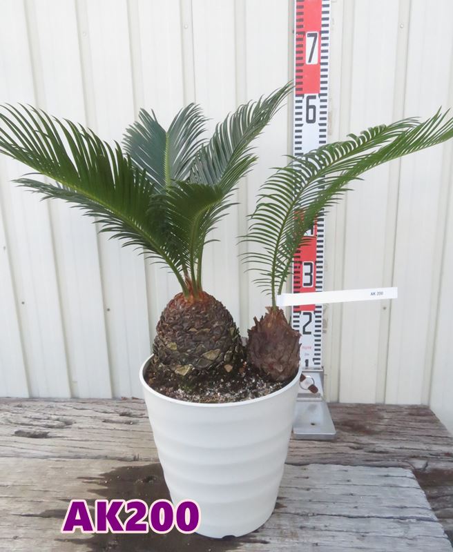 楽天市場】ソテツ 斑入りの通販