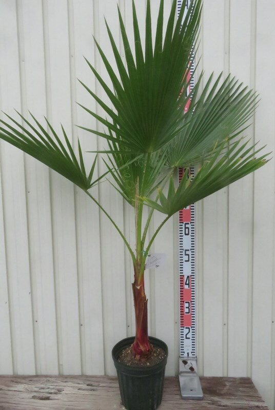 楽天市場】ワシントン ヤシの通販