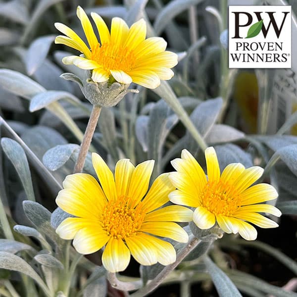 楽天市場】ガザニア（花の苗物｜苗物）：ガーデニング・農業<花