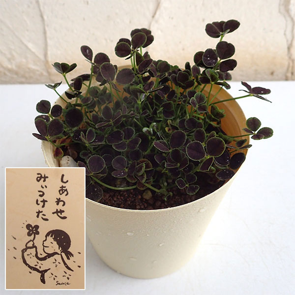 楽天市場】7つ葉 クローバーの通販