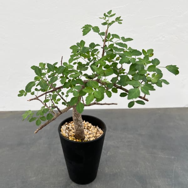 楽天市場】ブルセラ ファガロイデスの通販