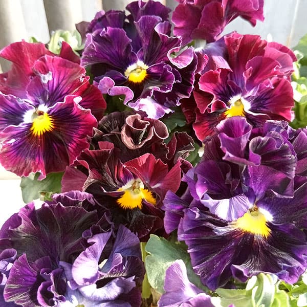 楽天市場】パンジー フリルの通販