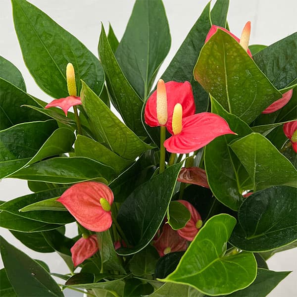 楽天市場】ミニ アンスリウムの通販