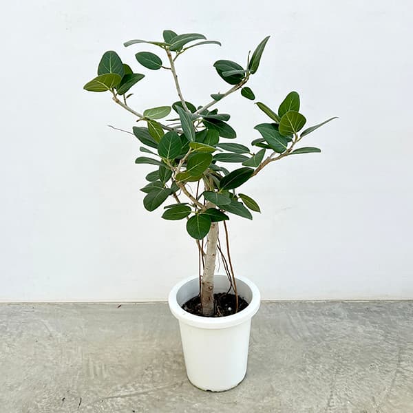 楽天市場】ベンガレンシス 10号の通販