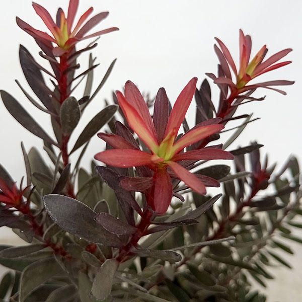 楽天市場】リューカデンドロン デュリフの通販