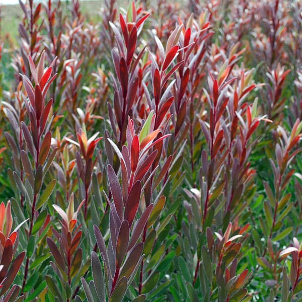 楽天市場】リューカデンドロン サファリサンセットの通販