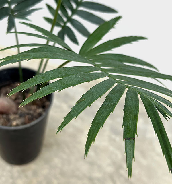 楽天市場】ソテツ ディオーンの通販