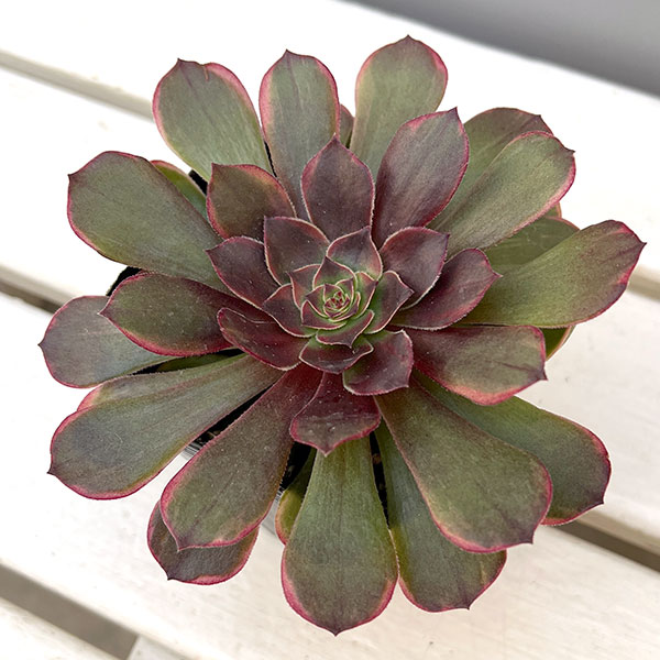 楽天市場】アエオニウム錦の通販