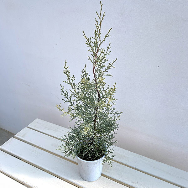 楽天市場】ブルーアイス 苗の通販