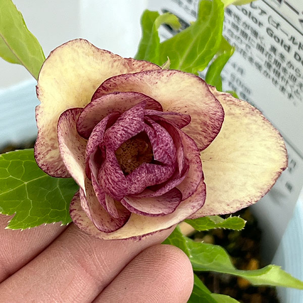 楽天市場】クリスマスローズ 絞りの通販