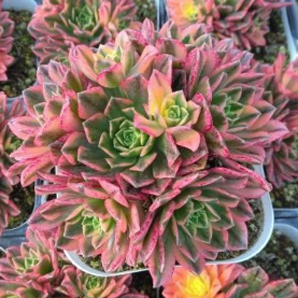 楽天市場】アエオニウム（カラーピンク）（花・ガーデン・DIY）の通販