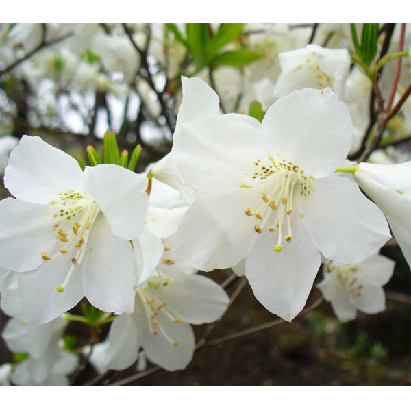 楽天市場】シロヤシオの通販