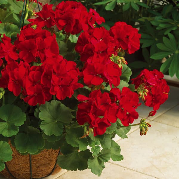 海外人気品種メガミゼラニウム苗 ゼラニウムの苗｜庭でガーデニングを