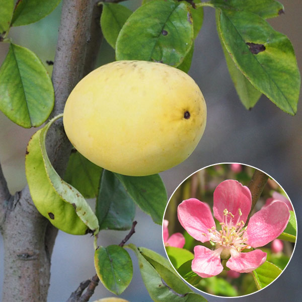 楽天市場】花梨 木の通販