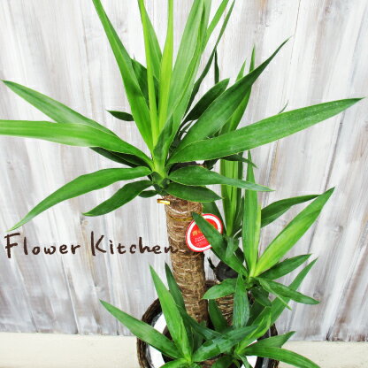 楽天市場】ユッカ 7号の通販