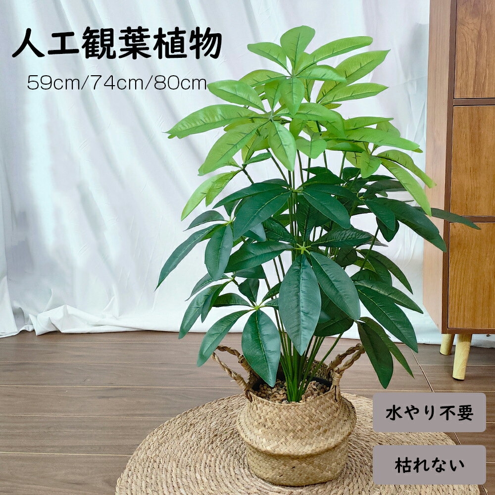 楽天市場】観葉植物 80センチの通販