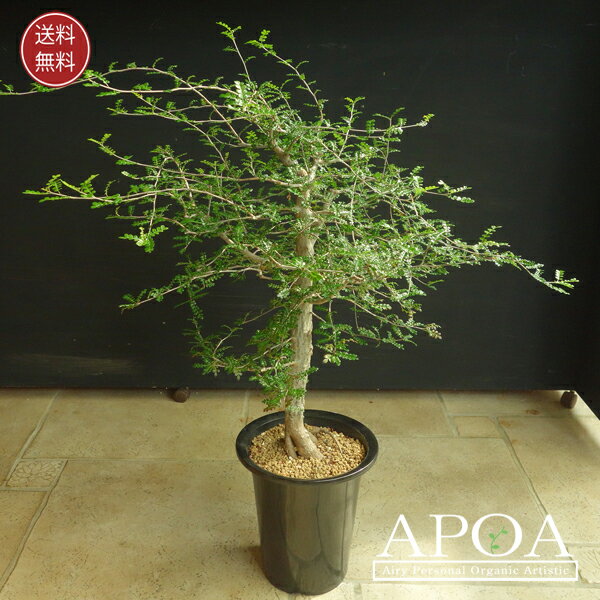 楽天市場】オペルクリカリアデカリーの通販