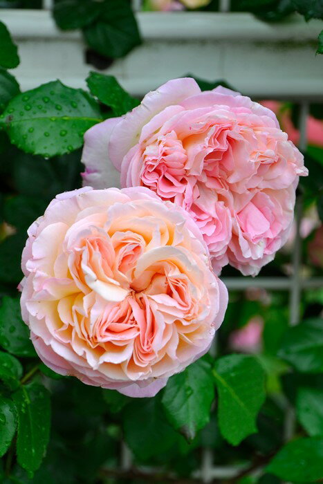 楽天市場】ロゼット咲きの通販