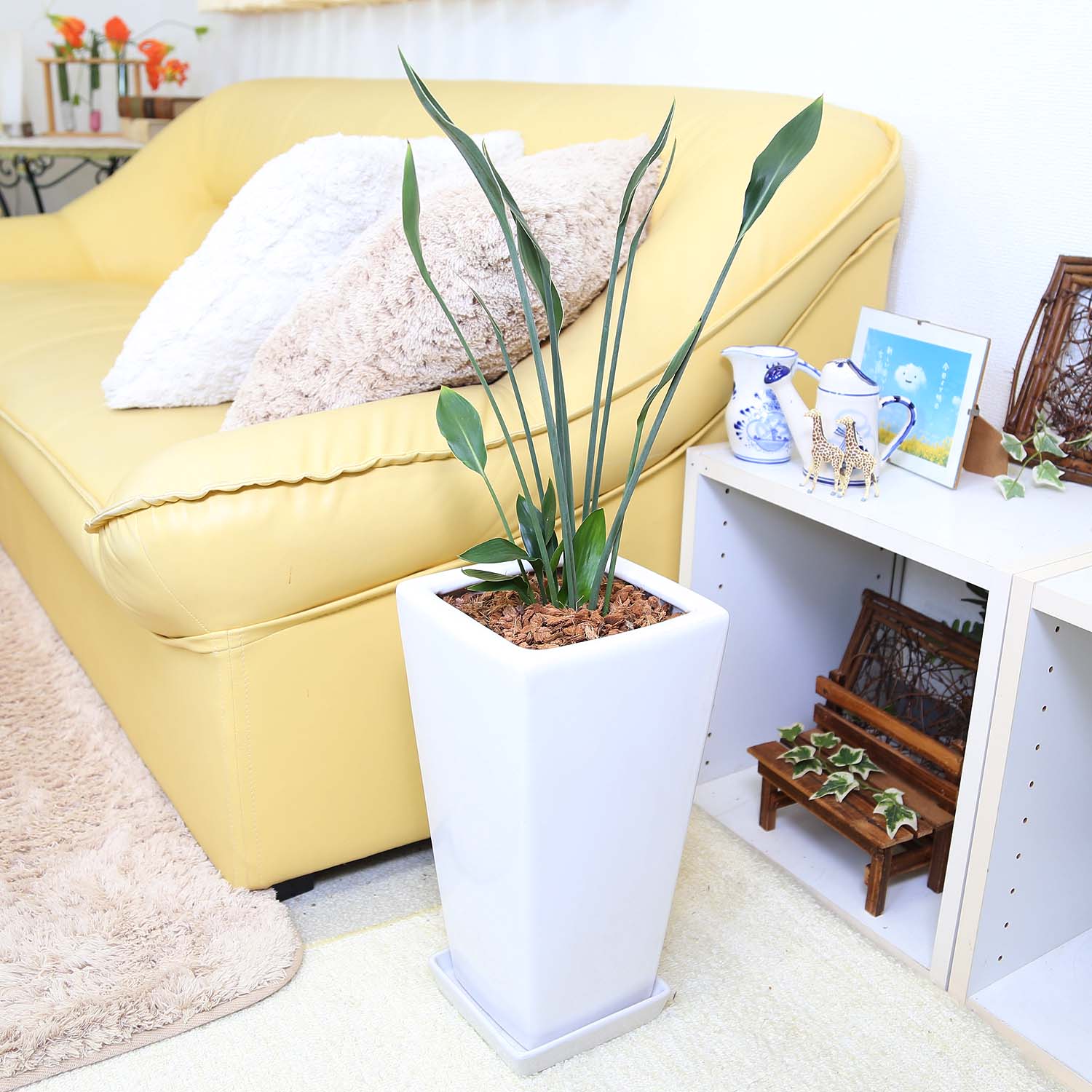 楽天市場】ストレリチア ノンリーフ（観葉植物｜花・観葉植物）：花