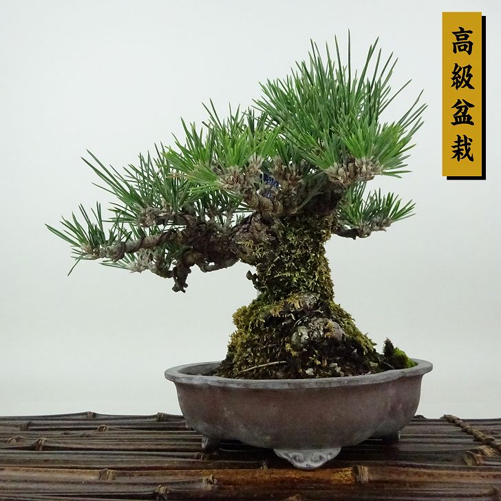 楽天市場】瑞宝（盆栽｜花・観葉植物）：花・ガーデン・DIYの通販