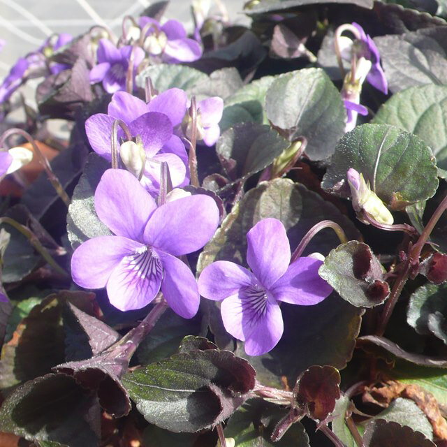 楽天市場】ビオラ ラブラドリカ 種の通販