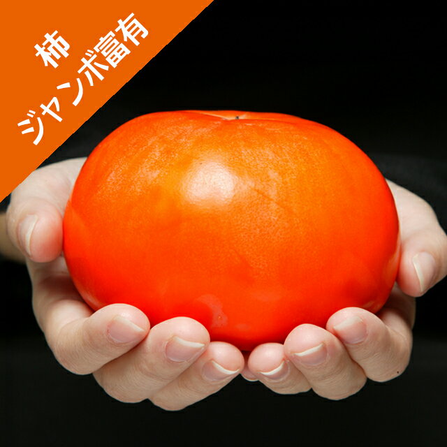 楽天市場】富有柿の木の通販