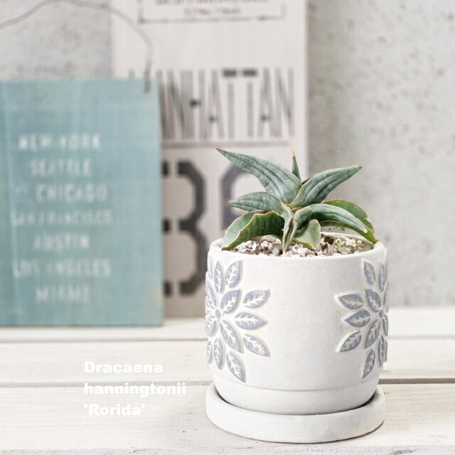 楽天市場】サンセベリア ロリダの通販