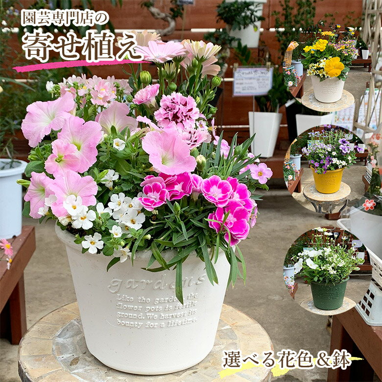 楽天市場】寄せ植え 鉢（鉢花｜花・観葉植物）：花・ガーデン・DIYの通販