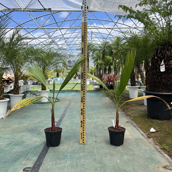 楽天市場】ドライガーデン（種類（植物）ヤシ）の通販