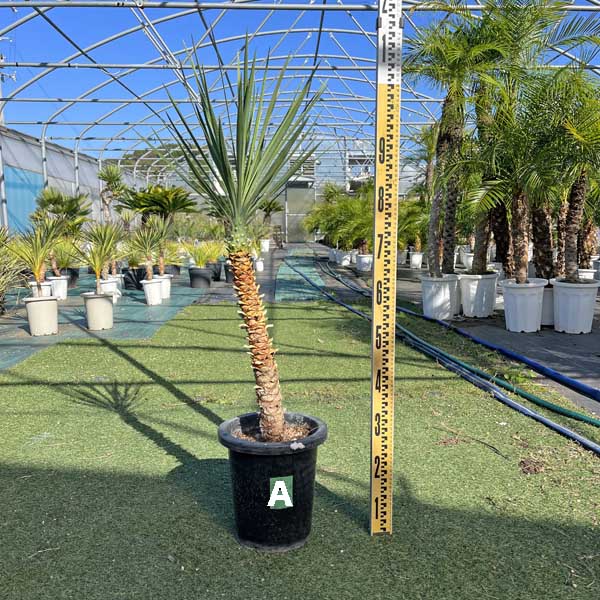 楽天市場】ユッカ・アロイフォリア（花・観葉植物｜花・ガーデン・DIY