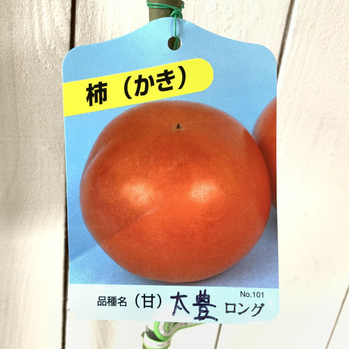 楽天市場】柿 太豊の通販