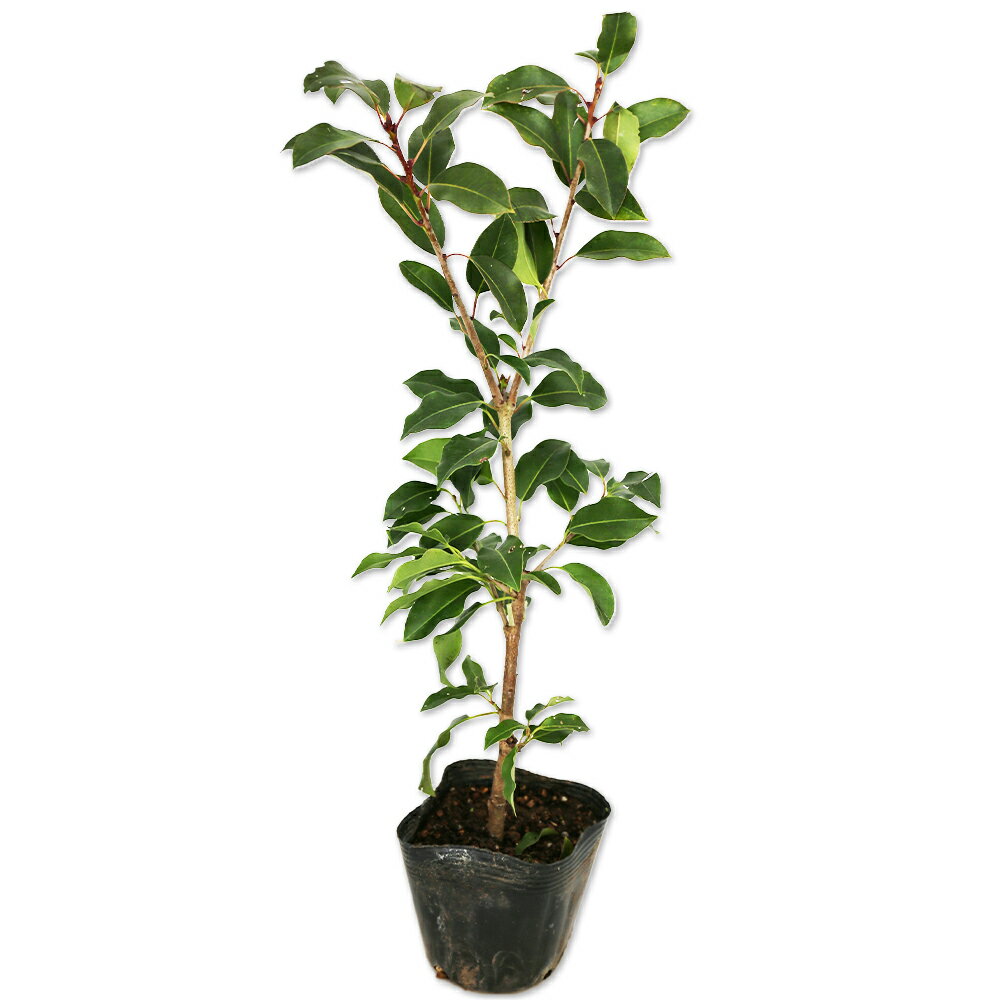 楽天市場】雌雄 ソヨゴの通販